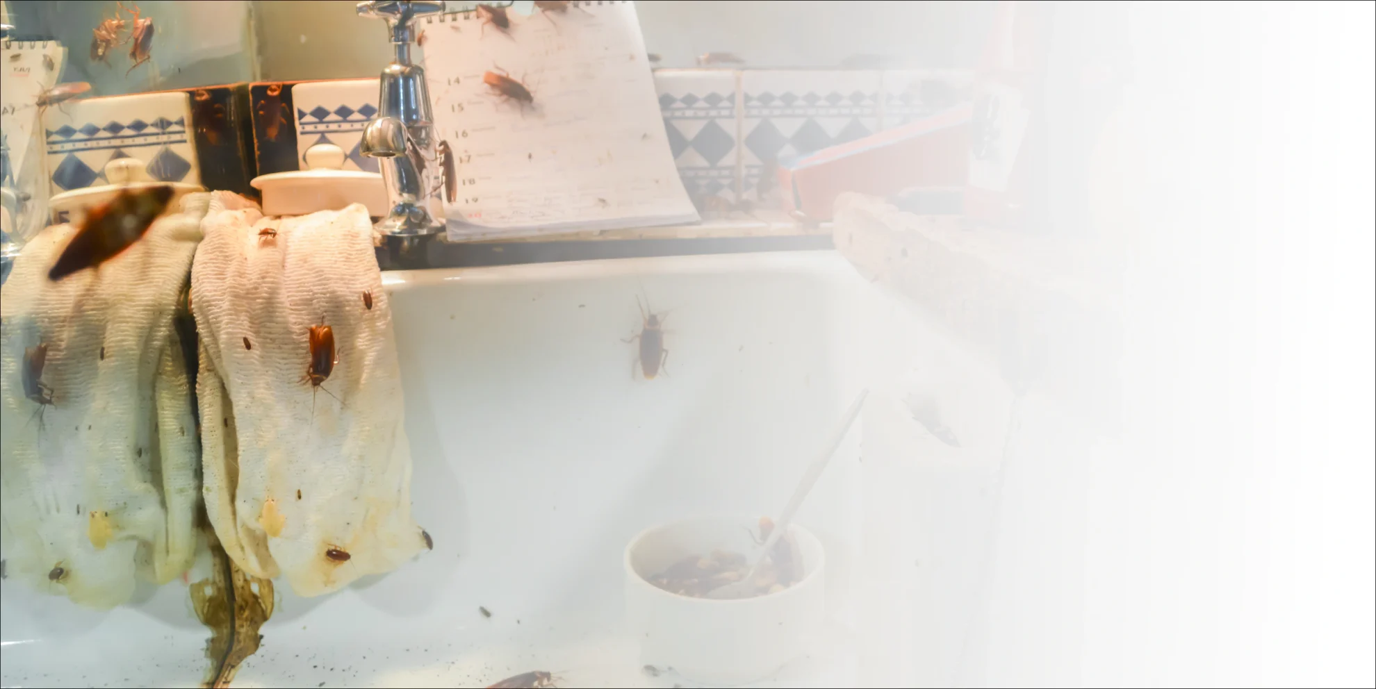 cockroaches on kitchen sink